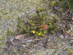 Hibbertia depressa