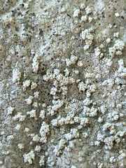 Pertusaria aspergilla
