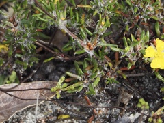 Hibbertia depressa