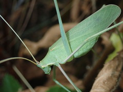 Acrometopa macropoda