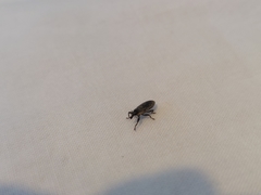 Lixus scabricollis