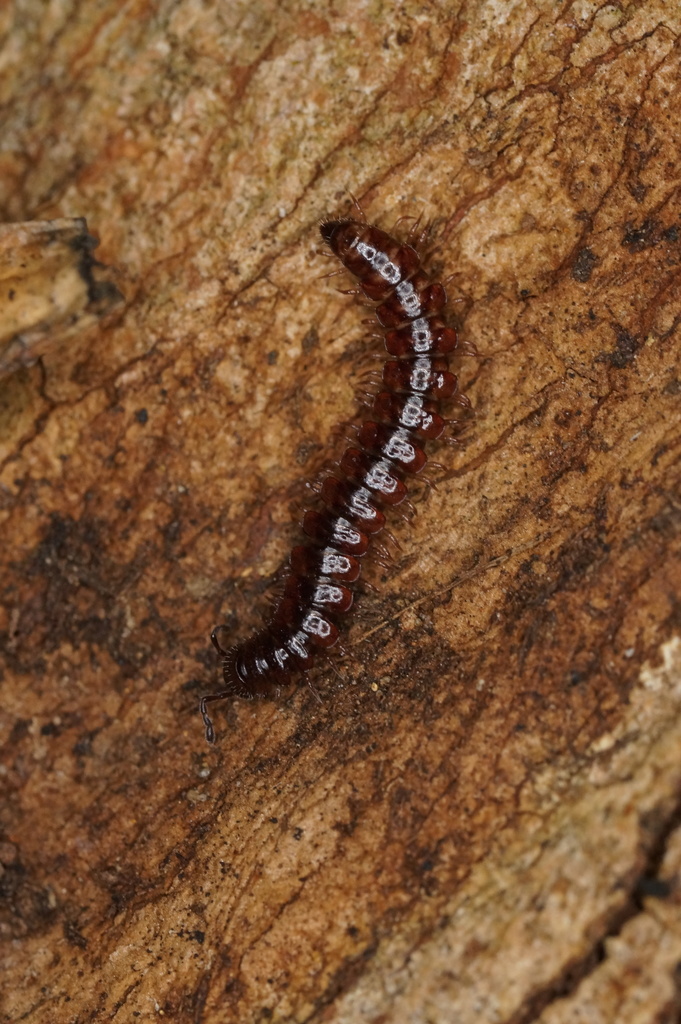 Tasmaniosoma armatum