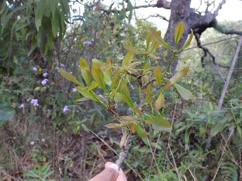 Quercus glabrescens