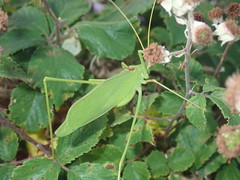 Acrometopa macropoda