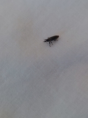 Lixus scabricollis