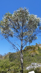 Eucalyptus coccifera
