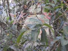 Quercus sapotifolia