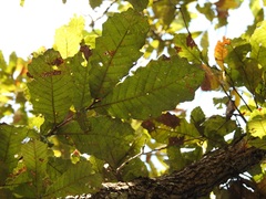Quercus vicentensis