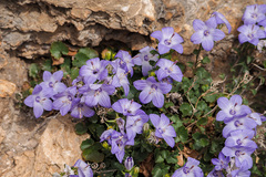 Campanula fragilis fragilis