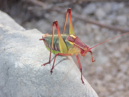 Photo of Balkan Saw Bush-cricket (Barbitistes yersini)