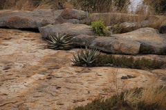 Aloe petricola