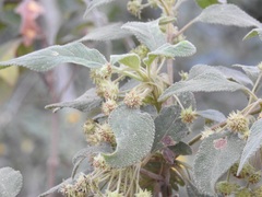 Lippia chiapasensis