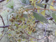Lippia chiapasensis