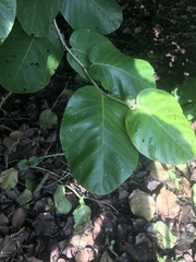 Coccoloba caracasana