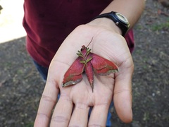 Xylophanes belti