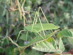 Acrometopa macropoda