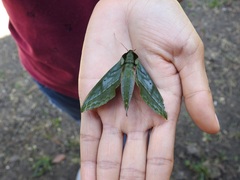 Xylophanes belti
