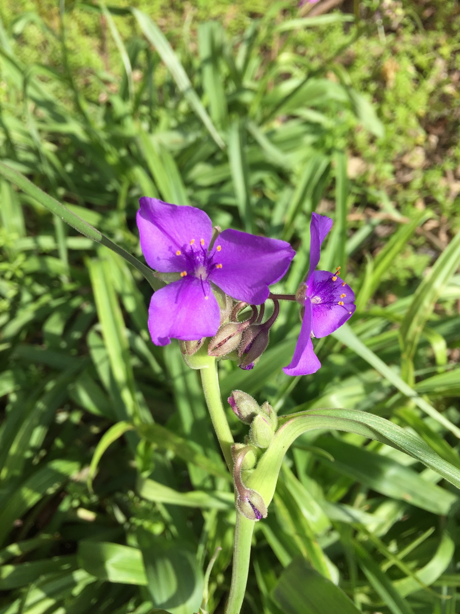 マタレオン　ウガンダ　ウガンデンシス　グリーンパープル　ブルー　4頭 original.jpg