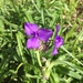 Giant Spiderwort - Photo (c) analinatunnell, some rights reserved (CC BY-NC)