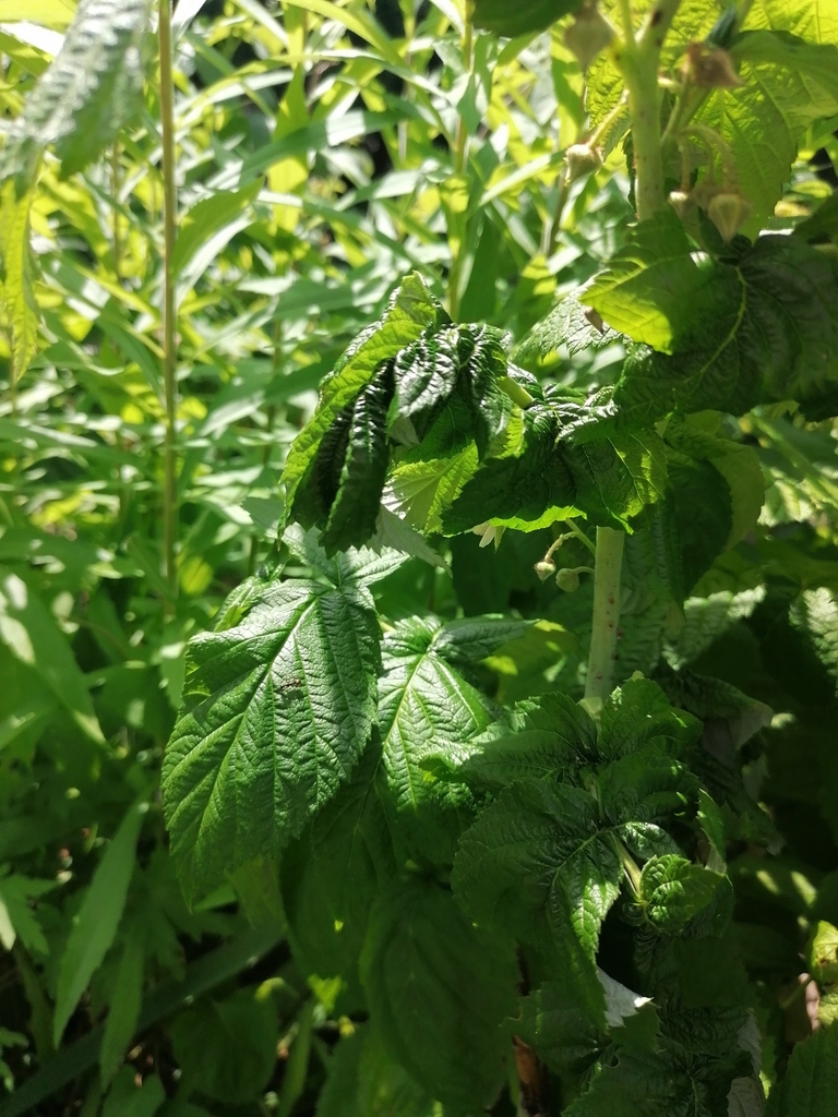 Aphis idaei