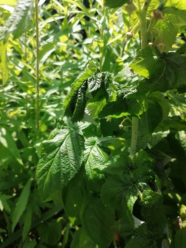 Aphis idaei