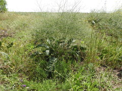 Limonium platyphyllum
