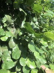 Coccoloba caracasana