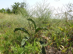 Limonium platyphyllum