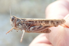 Dociostaurus maroccanus