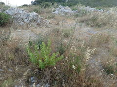 Dociostaurus maroccanus