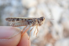 Dociostaurus maroccanus