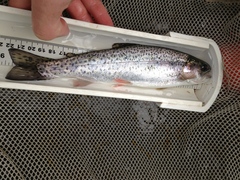 Oncorhynchus clarkii