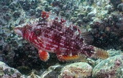 Pteragogus enneacanthus