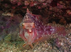 Pteragogus enneacanthus