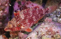 Pteragogus enneacanthus