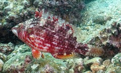 Pteragogus enneacanthus