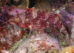 Pteragogus enneacanthus