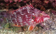 Pteragogus enneacanthus