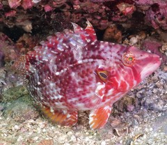 Pteragogus enneacanthus