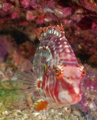 Pteragogus enneacanthus