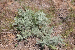 Artemisia fragrans