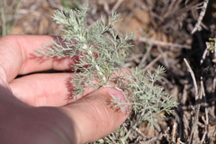 Artemisia fragrans
