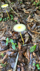 Leucocoprinus fragilissimus image
