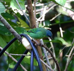 Dacnis cayana