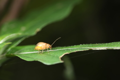 Chrysomelidae