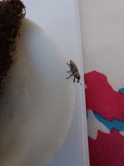 Lixus scabricollis