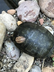 Glossiphoniidae