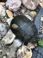 Glossiphoniidae