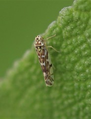 Eupteryx decemnotata