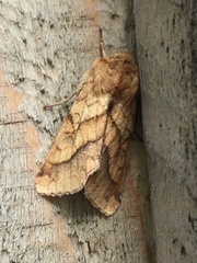 Pyrrhia exprimens